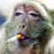 Headless_Monkeyman