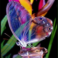 Paul Izak Dragonfly Lullaby sing a long