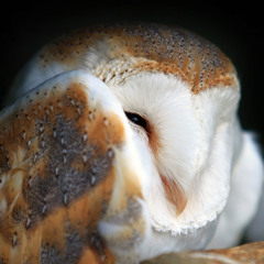 Howl - Florence and the machine