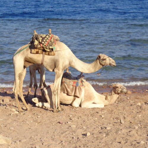 Khatwa Naseeb - Ahmed Adaweya - Full Song - Tuned D Rast - WK1