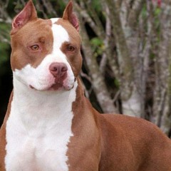 BlackMenBluz - La Vie