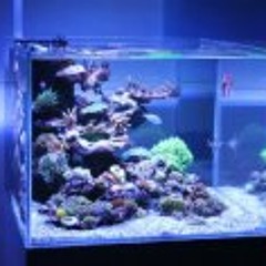 DesignandReef Aquariums