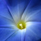 Morning Glory Progressive