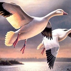 Husam A Murad