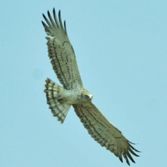 شيلات2