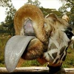 Dawn Hornbeck Chadwell