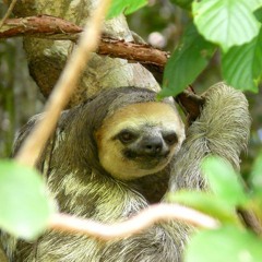 A L'orée Du Sommeil