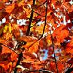 Jaya Ghosal Banerjee