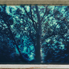 Binyamina Awarala Bee