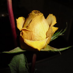 user21639178