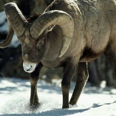 bucket head look up there