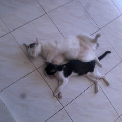 Vernon Isidro Mercado