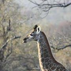 Aline Mottier Pittier