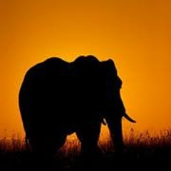 Michele Andrea Almonte