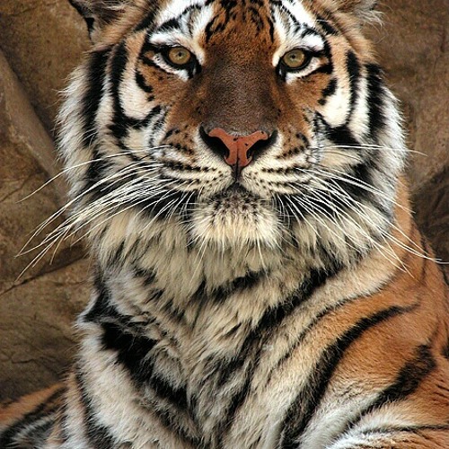 قلبى مالو اليوم ##هاشم مرغنى