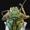 Psyllid