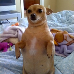 Coy Kittehs Hildebrandt