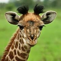 Vicky Guzman Suastegi