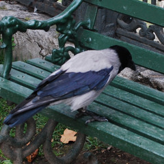 topiko
