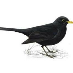 RudeBlackBird