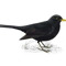 RudeBlackBird