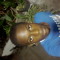 Adavionte