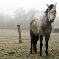 Ghost_Horse