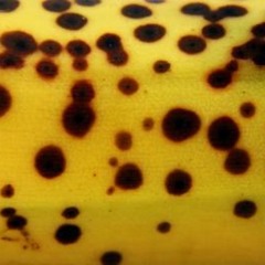 Welcome To The Bananas