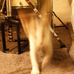 Registros Sonoros Bestial