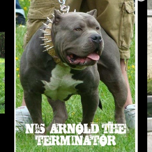 бойцовский собаки самые сильные челюсти. американский питбуль укус. сила сжатия питбуля. страшные собаки фото бойцовские. сила сжатия питбуля.