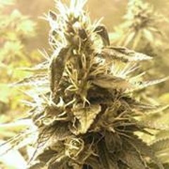 Guilotine Mouthpiece