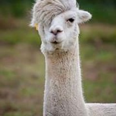 Theerachat Nintanawongsa