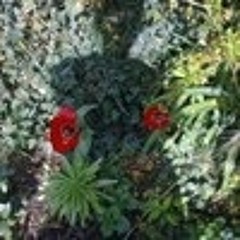 Pascale Arnal Villeneuve