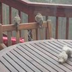 Samantha Dinnis Macartney