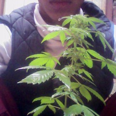 roots dub