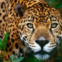 Prehispanic.Jaguar.Art