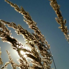 luce_svetla