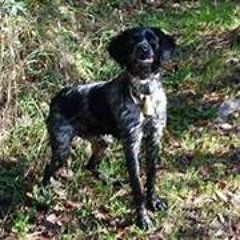 Afef Kirù Epagnuel Breton