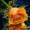 user103135888