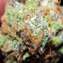 TheGardensAllNighters