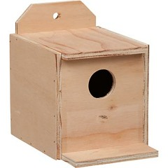 Schrödinger's Finch