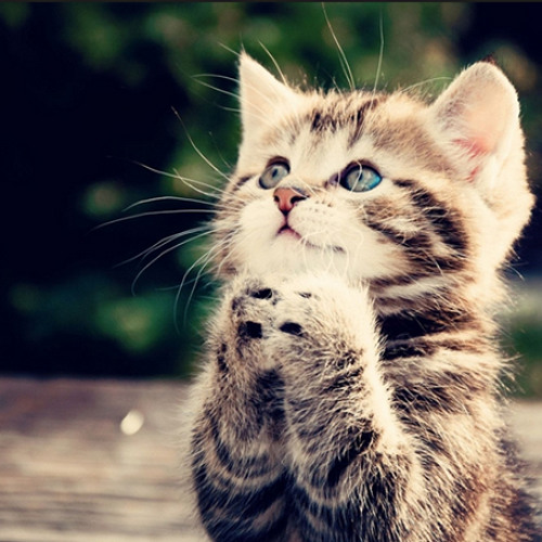 Scream And Shout - Will.I.Am (feat Britney Spears)