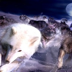 The Wild Wolf Pack