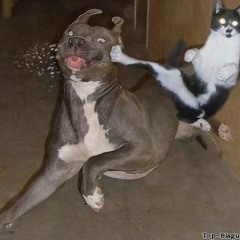 Kitty Fight Club