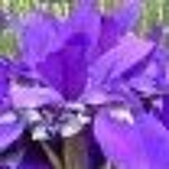 Iris Essential