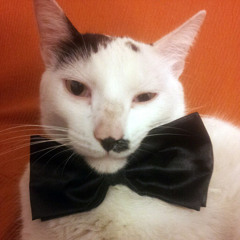 Mr.Lazo