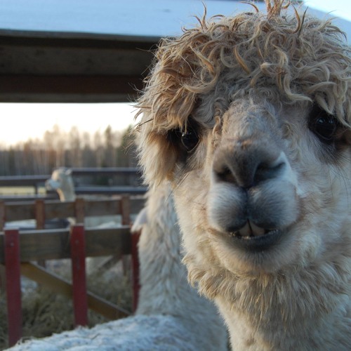 Headhunterz Vs Abject - Scantraxx roots (Nosferatum Edit)