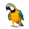 Parria Parrot