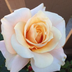 Last Message of Mercy