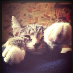 felineplat
